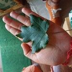 Acer campestreHoja