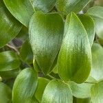 Asparagus asparagoides Blatt