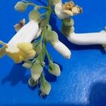 Amphilophium crucigerum Λουλούδι
