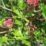 Leea guineensis Leaf