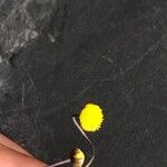 Cotula hispida Flor