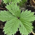 Potentilla nepalensis Leaf