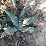 Agave americana Pokrój