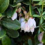 Vaccinium vitis-idaea Floare