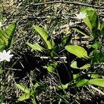 Lysimachia europaea Blad