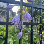 Hosta ventricosa Blüte