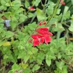 Salvia darcyi Flor