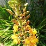 Bulbine frutescens Blüte