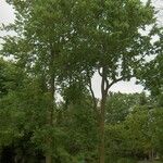 Ulmus thomasii Vekstform