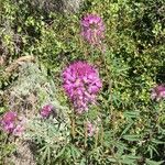 Cleome serrulata Flor