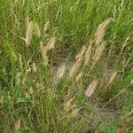 Agropyron cristatum Folha