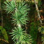 Larix kaempferi Лист