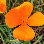 Eschscholzia californicaΛουλούδι