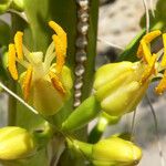 Agave utahensis Квітка