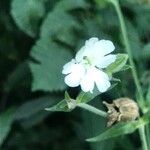 Silene latifoliaFlower