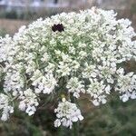 Daucus carotaFlower