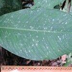 Spathiphyllum fulvovirens List