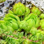 Sempervivum minutum Hoja