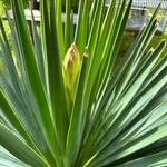 Yucca aloifoliaഇല