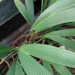 Asplundia insignis Hoja