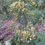 Pentanema squarrosum Flower