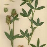 Trifolium squarrosum Vekstform