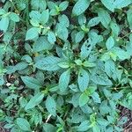 Alternanthera ficoidea Fuelha