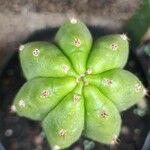 Trichocereus macrogonus Leaf