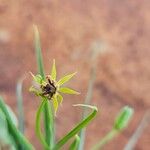 Iphigenia pauciflora Květ