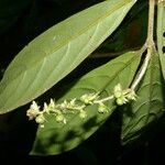 Bertiera bracteosa Leaf