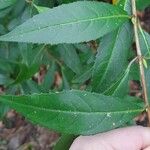 Hydrangea chinensis