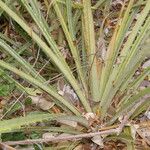 Bromelia pinguin Fruit