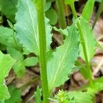 Campanula rhomboidalis Blad