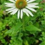 Echinacea pallidaŽiedas