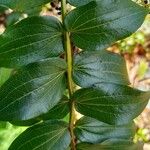 Coriaria ruscifolia Hoja