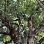 Ficus sycomorus Leaf