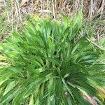 Cirsium monspessulanum पत्ता