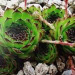 Sempervivum marmoreum Hoja