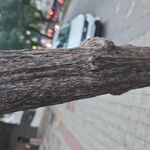 Handroanthus ochraceusBark