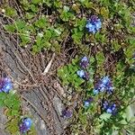 Veronica liwanensis Plante entière