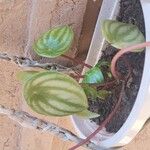 Peperomia argyreia Leaf