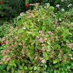 Hydrangea serrata Агульны выгляд