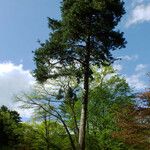 Pinus koraiensis 形態