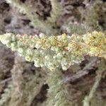 Artemisia pycnocephala Цвят