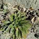 Draba jorullensis Blad