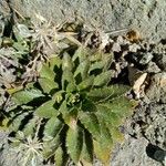 Draba jorullensis Leaf