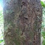 Conceveiba guianensis Кора
