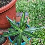 Agave lophantha Листок