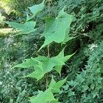 Acer truncatum Leaf