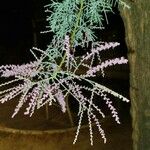 Tamarix ramosissima Floro